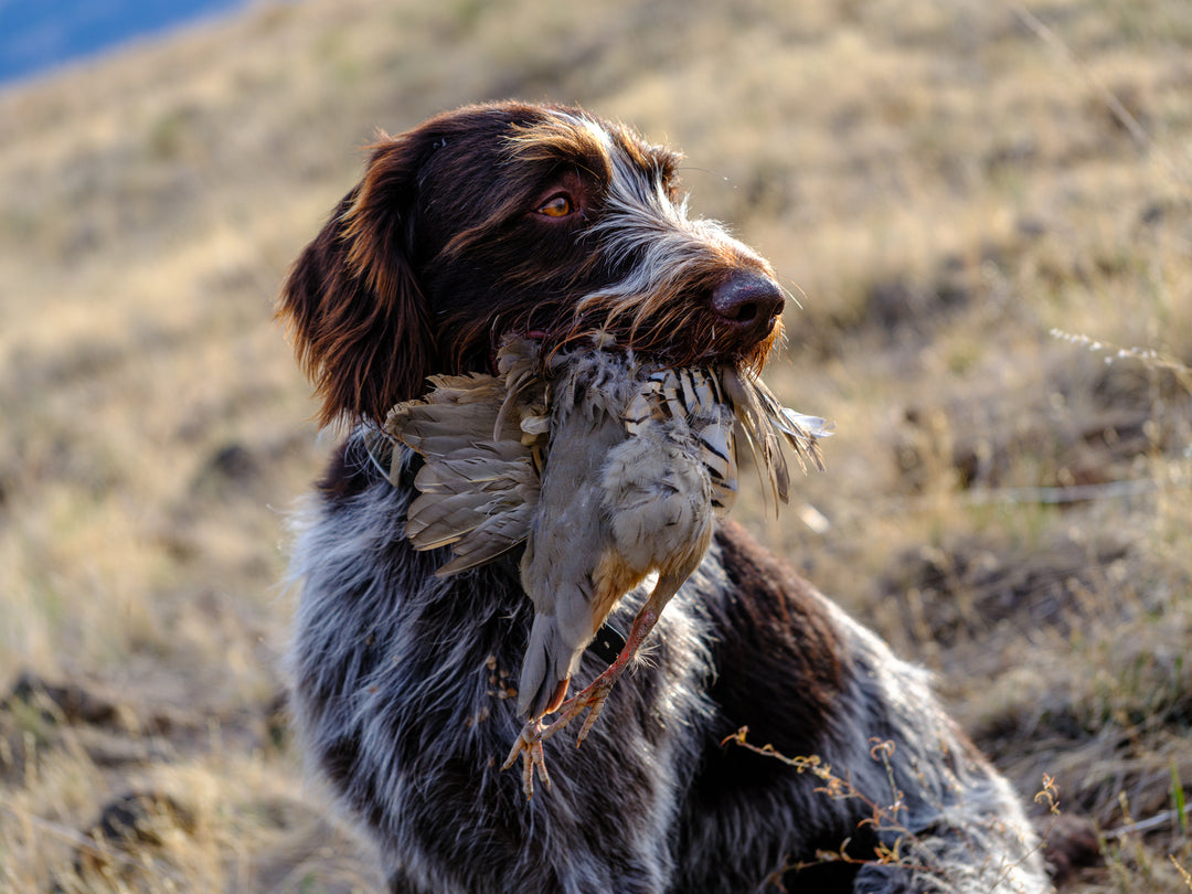 Snake River Hells Canyon Guided Chukar Hunt Cast and Blast Trips