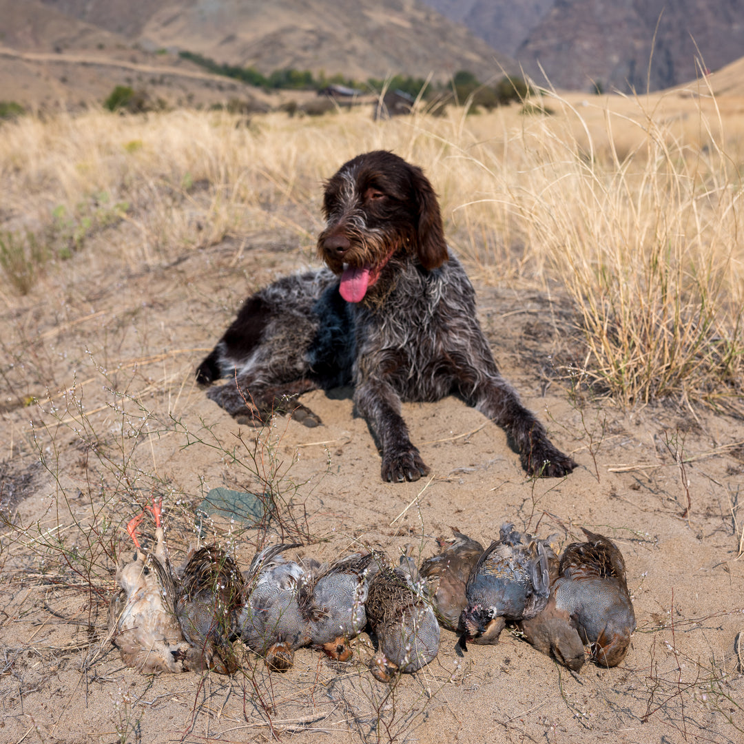 Snake River Hells Canyon Guided Chukar Hunt Cast and Blast Trips